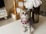 British Shorthair Silver Tabby