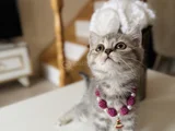 British Shorthair Silver Tabby