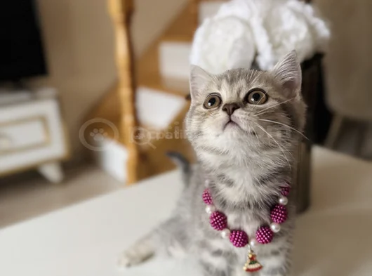 British Shorthair Silver Tabby görsel
