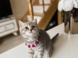 British Shorthair Silver Tabby