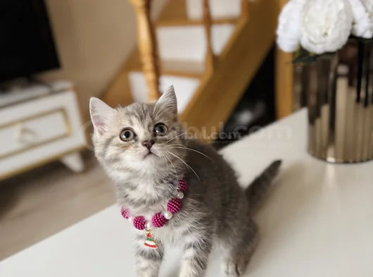 British Shorthair Silver Tabby