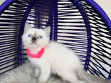 British Shorthair Bluepoint Dişi Erkek Yavrular