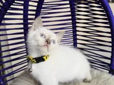British Shorthair Bluepoint Dişi Erkek Yavrular