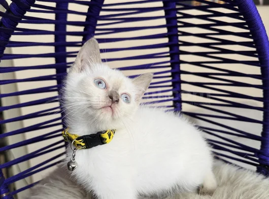 British Shorthair Bluepoint Dişi Erkek Yavrular görsel