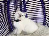British Shorthair Bluepoint Dişi Erkek Yavrular