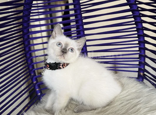 British Shorthair Bluepoint Dişi Erkek Yavrular görsel