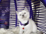 British Shorthair Bluepoint Dişi Erkek Yavrular