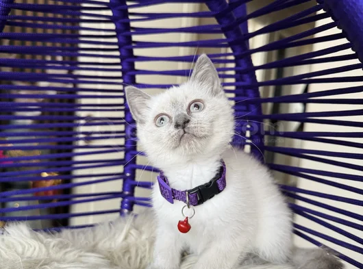 British Shorthair Bluepoint Dişi Erkek Yavrular görsel