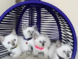 British Shorthair Bluepoint Dişi Erkek Yavrular