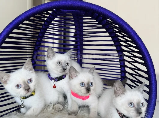 British Shorthair Bluepoint Dişi Erkek Yavrular
