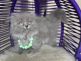 British Longhair Blue Yavrular