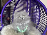 British Longhair Blue Yavrular