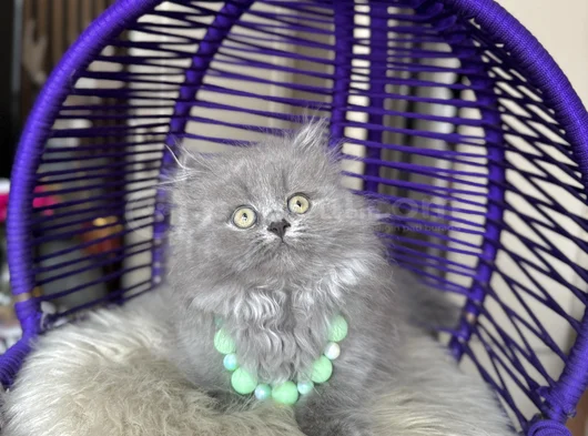 British Longhair Blue Yavrular görsel