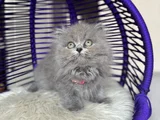 British Longhair Blue Yavrular