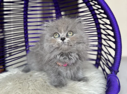 British Longhair Blue Yavrular görsel