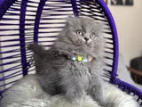 British Longhair Blue Yavrular
