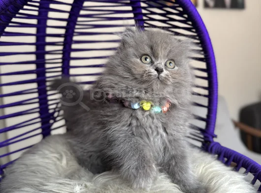 British Longhair Blue Yavrular