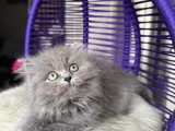 British Longhair Blue Yavrular