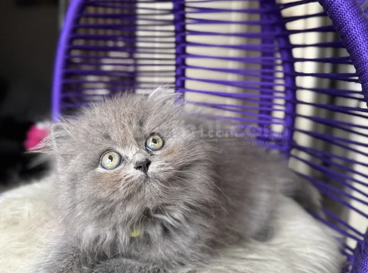 British Longhair Blue Yavrular görsel