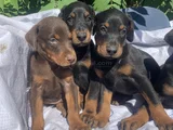 Şampiyon Soydan Doberman Yavrular