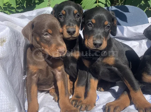 Şampiyon Soydan Doberman Yavrular görsel