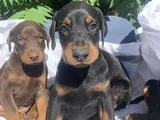 Şampiyon Soydan Doberman Yavrular