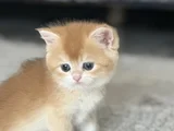 Üst Kalite Orijinal British Shorthair Golden