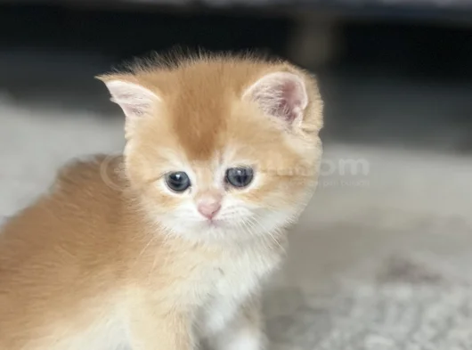 Üst Kalite Orijinal British Shorthair Golden görsel