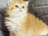 Üst kalite orijinal British shorthair golden