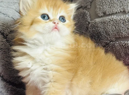 Üst Kalite Orijinal British Shorthair Golden