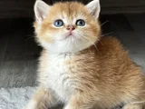 Üst Kalite Orijinal British Shorthair Golden