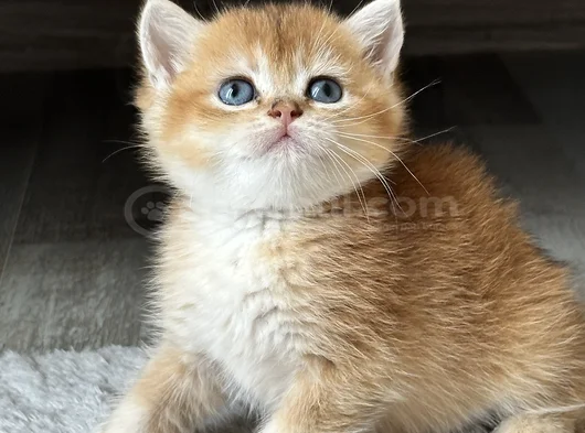 Üst Kalite Orijinal British Shorthair Golden görsel