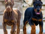 En kaliteli doberman yavruları uzmanından sizleri bekliyor