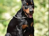 En Kaliteli Doberman Yavruları Uzmanından Sizleri Bekliyor
