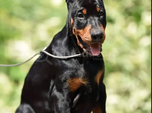En Kaliteli Doberman Yavruları Uzmanından Sizleri Bekliyor görsel