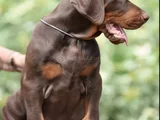 En Kaliteli Doberman Yavruları Uzmanından Sizleri Bekliyor