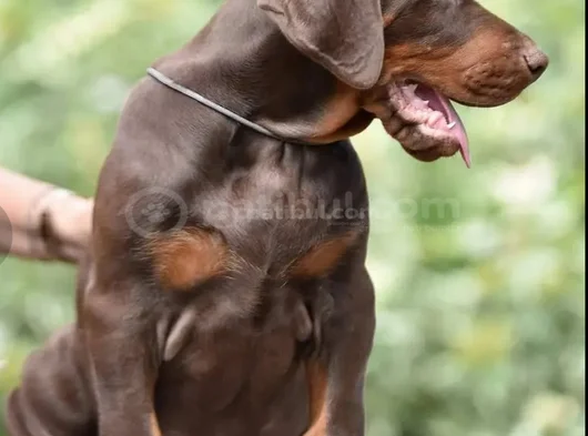 En Kaliteli Doberman Yavruları Uzmanından Sizleri Bekliyor görsel