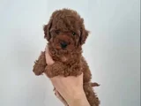 Kalitenin Ve Irkının Zirvesi Toy Poodle