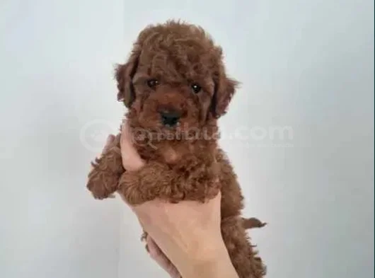 Kalitenin Ve Irkının Zirvesi Toy Poodle görsel