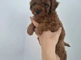 Kalitenin Ve Irkının Zirvesi Toy Poodle