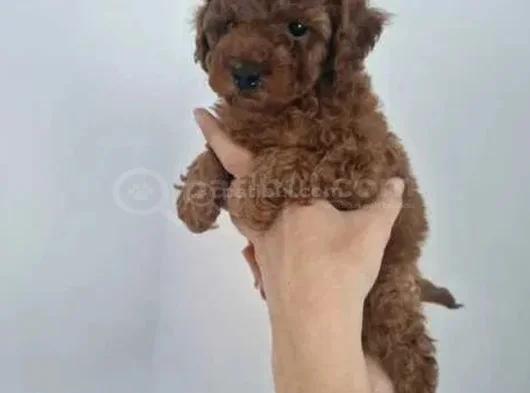 Kalitenin Ve Irkının Zirvesi Toy Poodle görsel