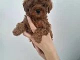 Kalitenin Ve Irkının Zirvesi Toy Poodle
