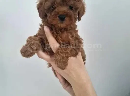 Kalitenin Ve Irkının Zirvesi Toy Poodle görsel