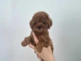 Kalitenin ve ırkının zirvesi toy poodle