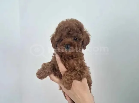 Kalitenin Ve Irkının Zirvesi Toy Poodle