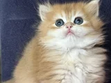 Üst Kalite Orijinal British Shorthair Golden
