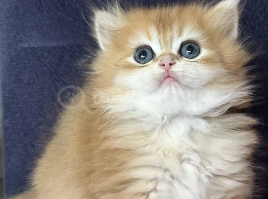 Üst Kalite Orijinal British Shorthair Golden görsel