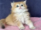 Üst Kalite Orijinal British Shorthair Golden