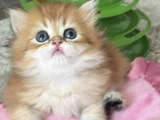 Üst Kalite Orijinal British Shorthair Golden