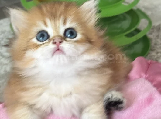 Üst Kalite Orijinal British Shorthair Golden görsel